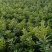 优质东魁杨梅苗，早熟杨梅，大红梅基地直发诚信经营