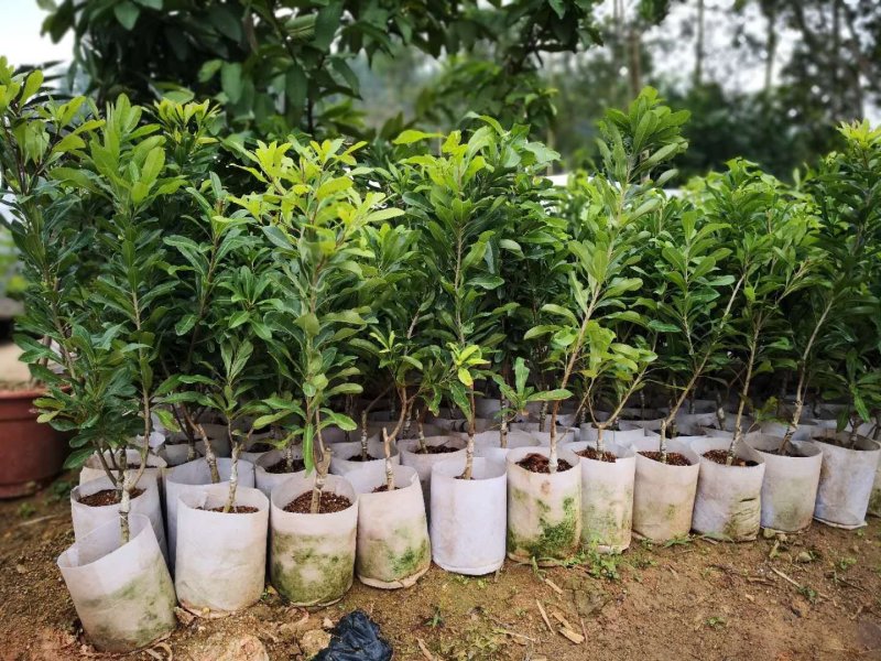优质东魁杨梅苗，早熟杨梅，大红梅基地直发诚信经营