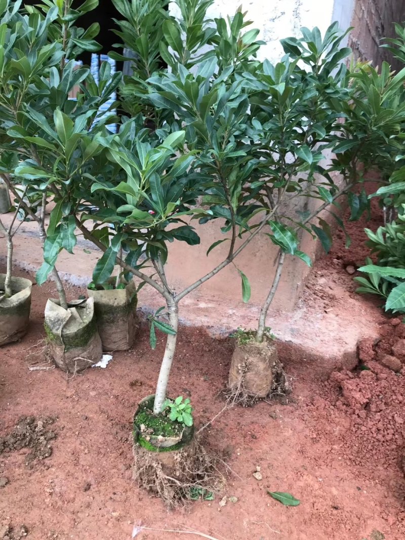 优质东魁杨梅苗，早熟杨梅，大红梅基地直发诚信经营