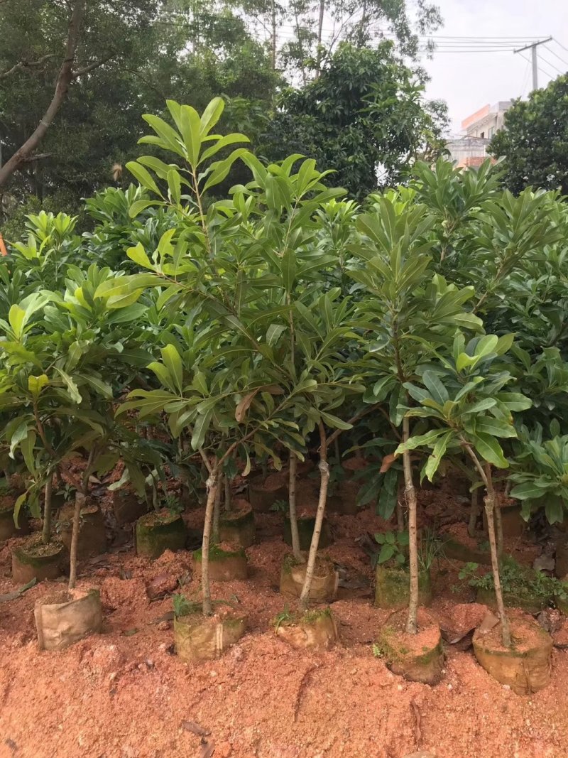 优质东魁杨梅苗，早熟杨梅，大红梅基地直发诚信经营