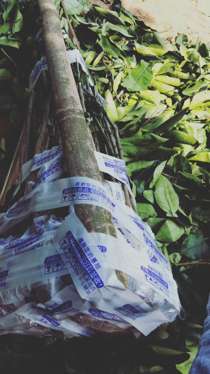 特价热卖包邮泰国青皮柚苗泰国红宝石青柚苗