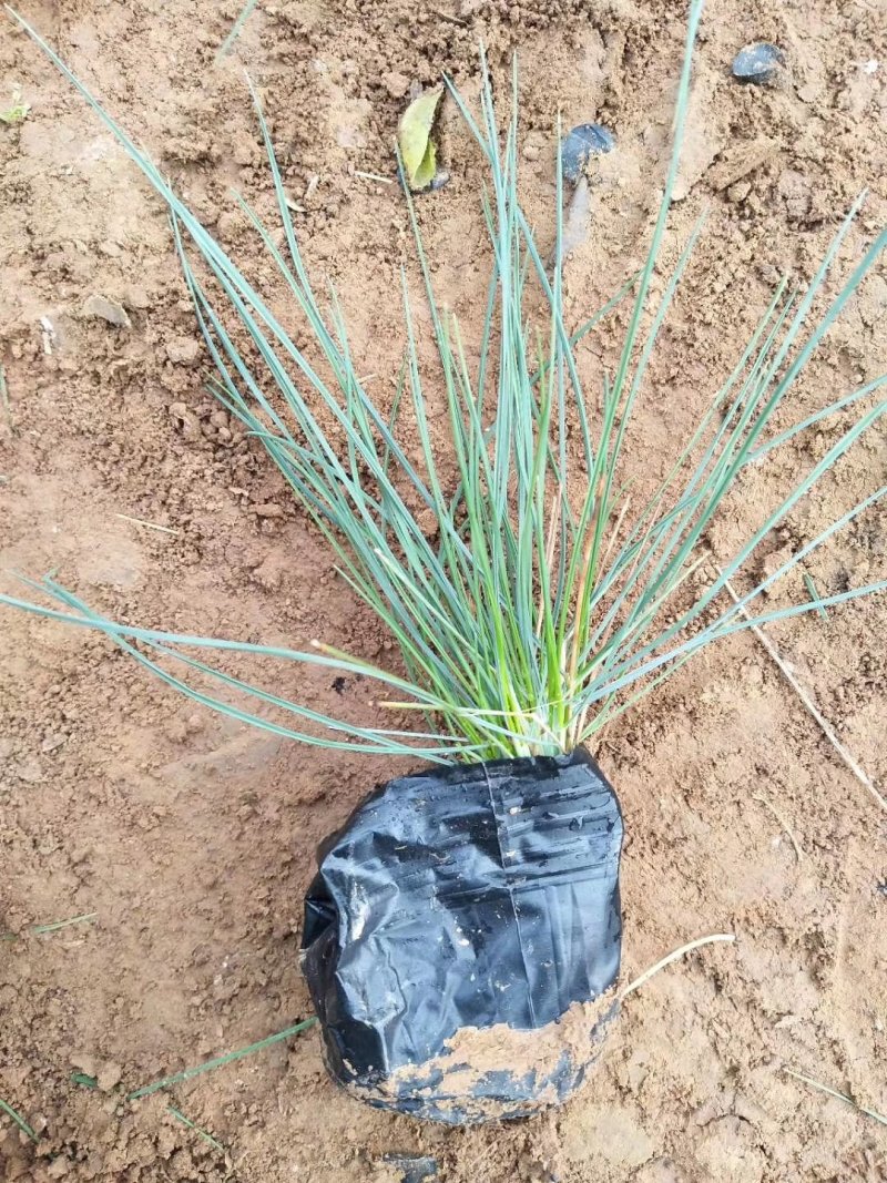 蓝羊毛蓝羊茅兰羊矛蓝羊矛兰羊毛基地直供