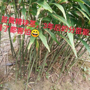 四川姜型多花不倒苗甜黄精种茎，块茎，现挖现发，保证芽头