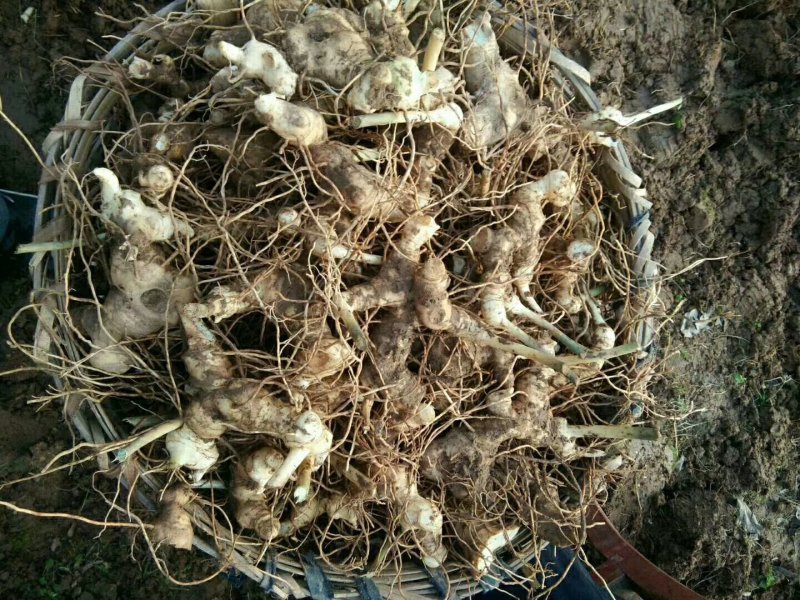 四川姜型多花不倒苗甜黄精种茎，块茎，现挖现发，保证芽头