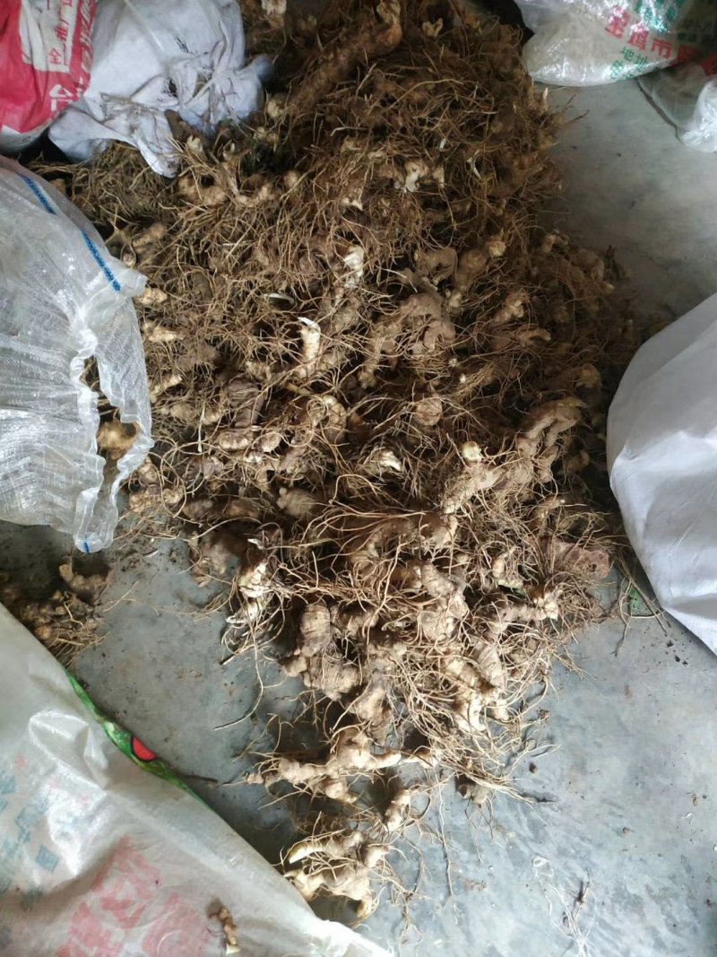 四川姜型多花不倒苗甜黄精种茎，块茎，现挖现发，保证芽头