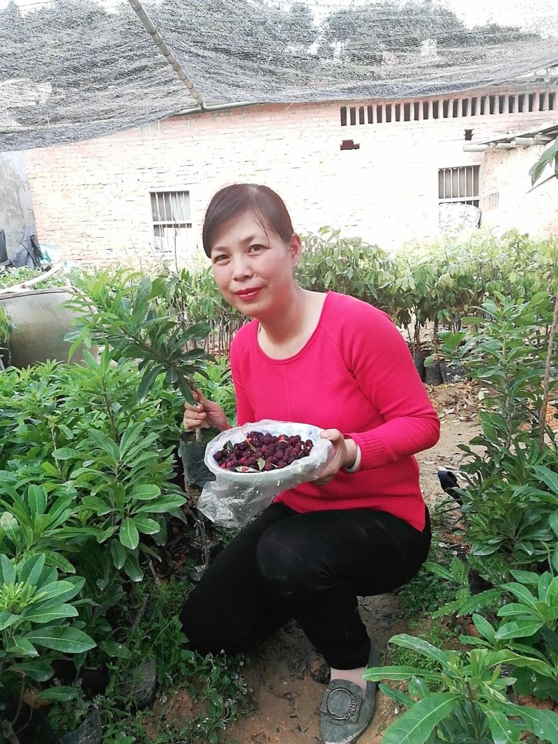 优质东魁杨梅苗，早熟杨梅，大红梅基地直发诚信经营