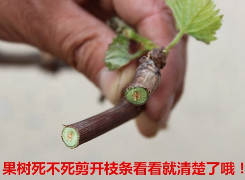嫁接甜蜜蓝宝石葡萄苗品种保真基地批发