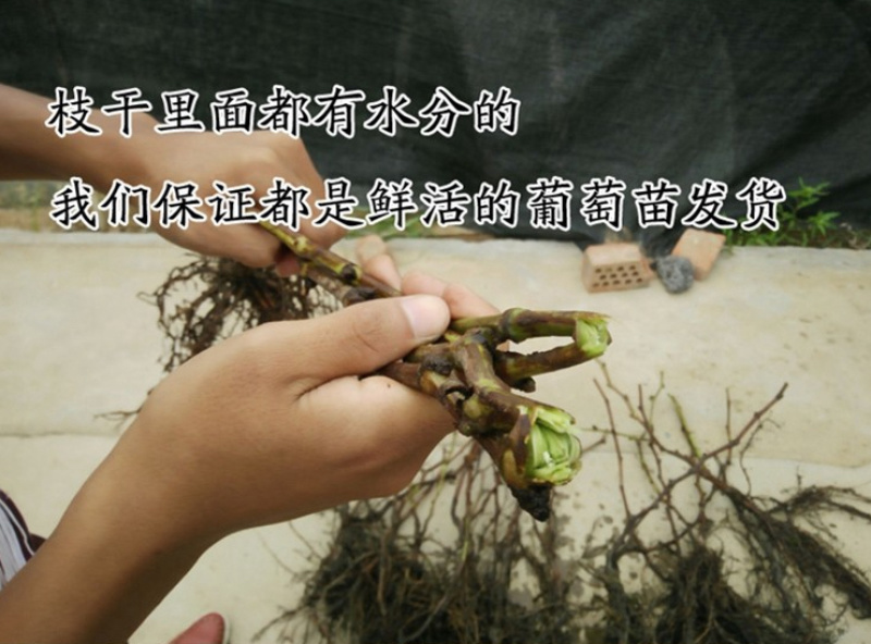 嫁接甜蜜蓝宝石葡萄苗品种保真基地批发