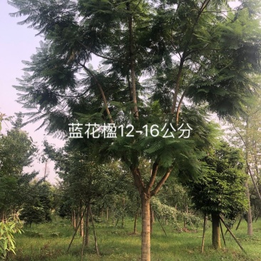 蓝花楹
