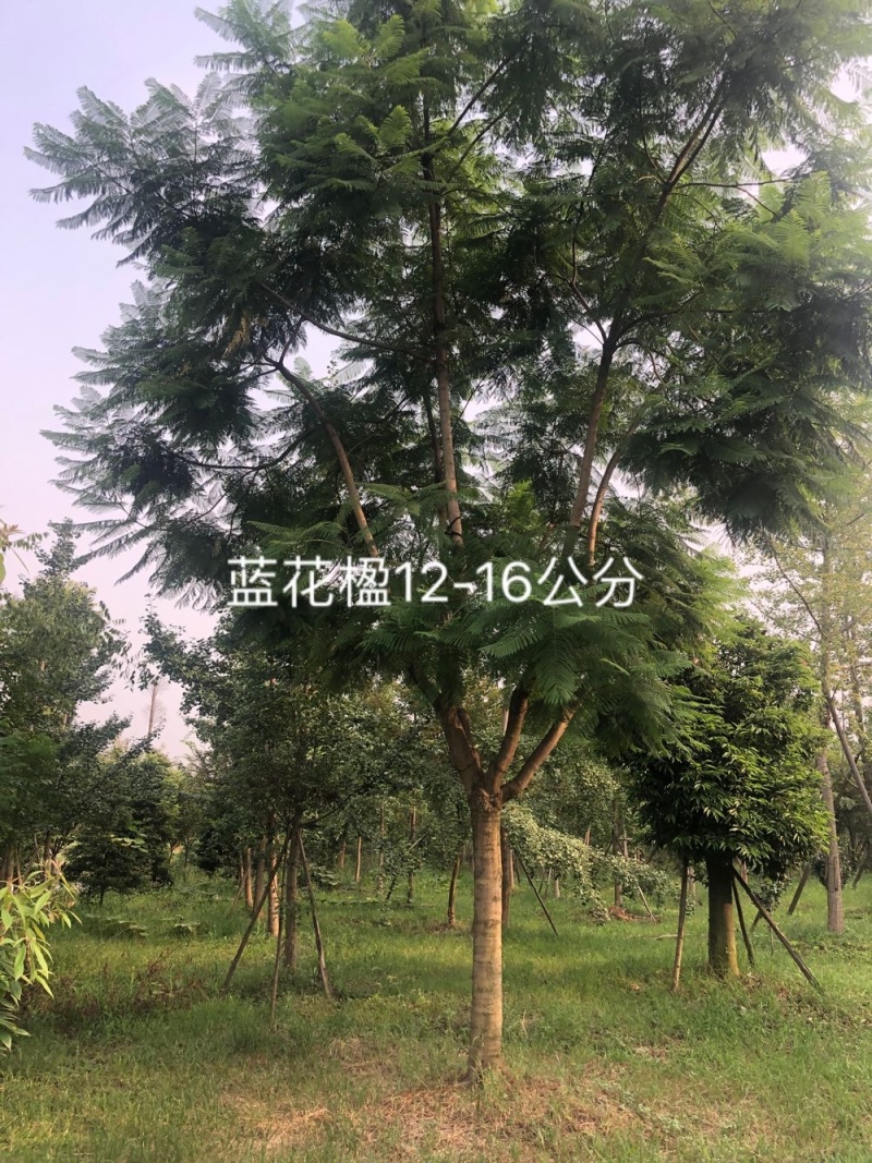 蓝花楹