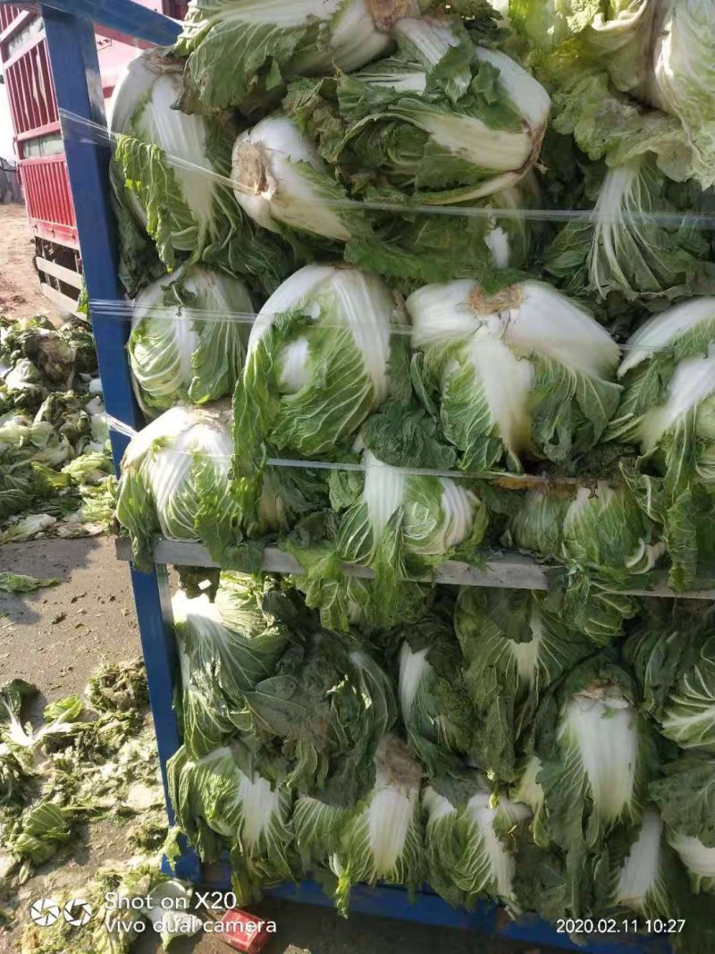 冷库大白菜，东京白菜，868白菜，新乡小包，质量好，代发
