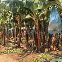 1000亩海南香蕉精品香蕉
