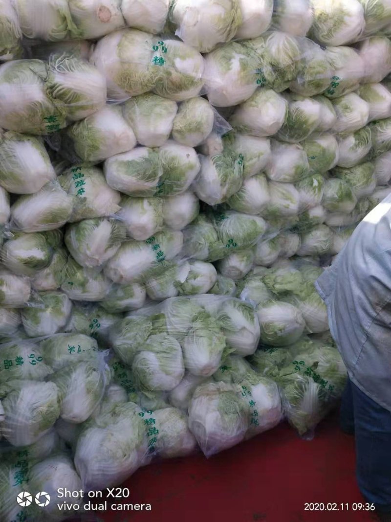 冷库大白菜，东京白菜，868白菜，新乡小包，质量好，代发