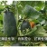 博美8号甜瓜种子，黑皮绿肉，高糖酥脆爽口，黑香玉类