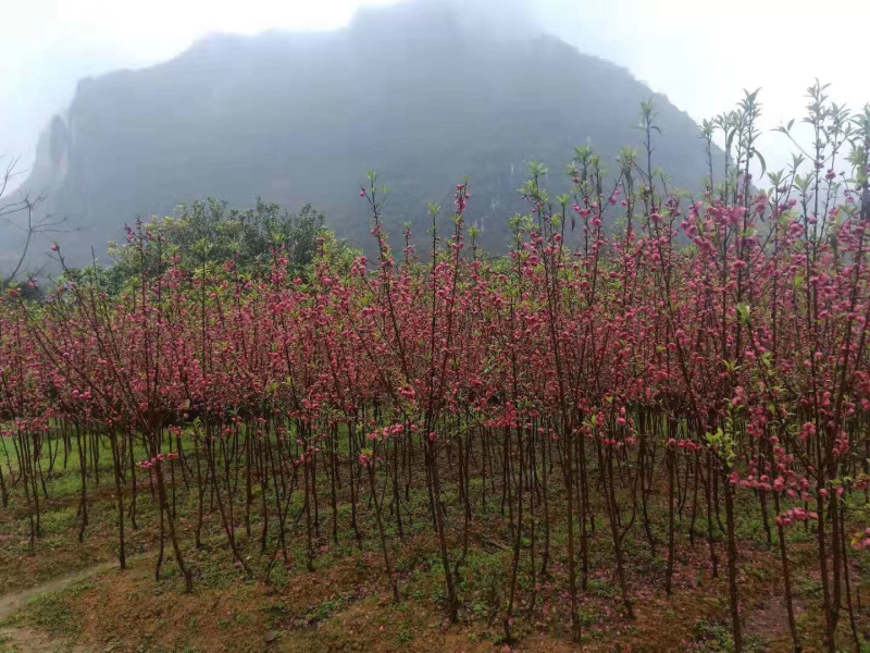 出售桃花苗