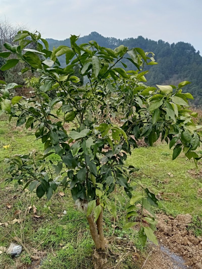 红美人28号苗，明日见苗，脐橙纽荷尔苗，甘平苗