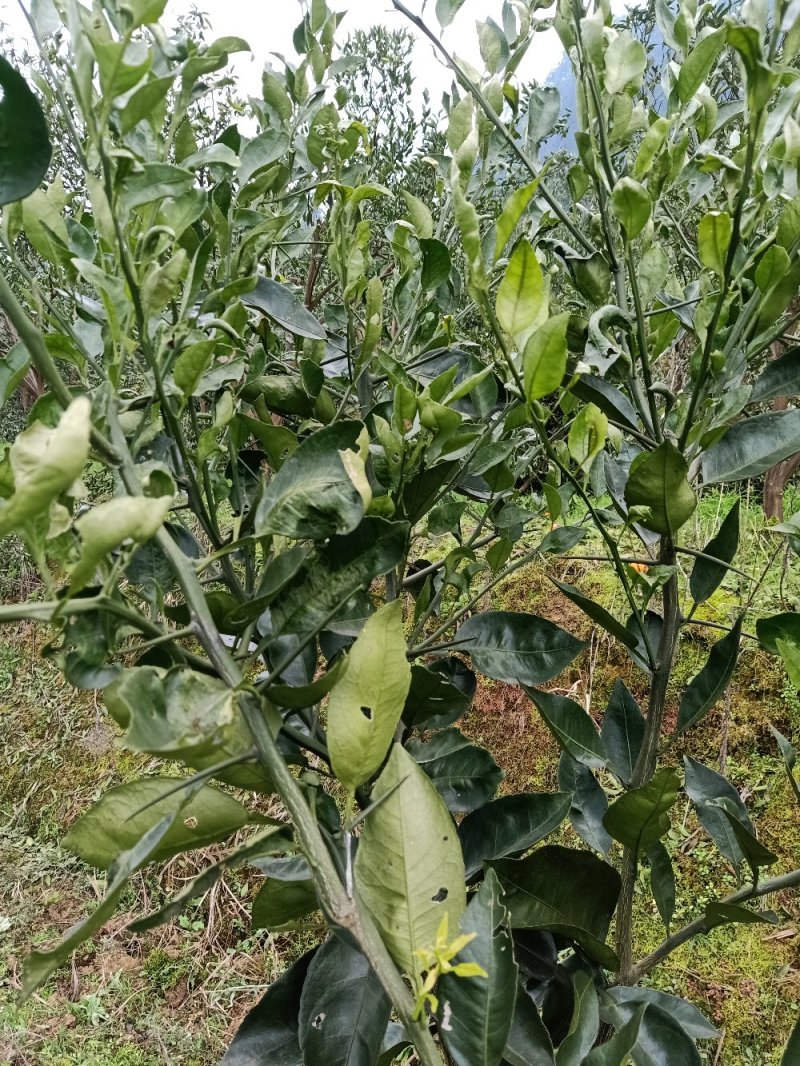 红美人28号苗，明日见苗，脐橙纽荷尔苗，甘平苗