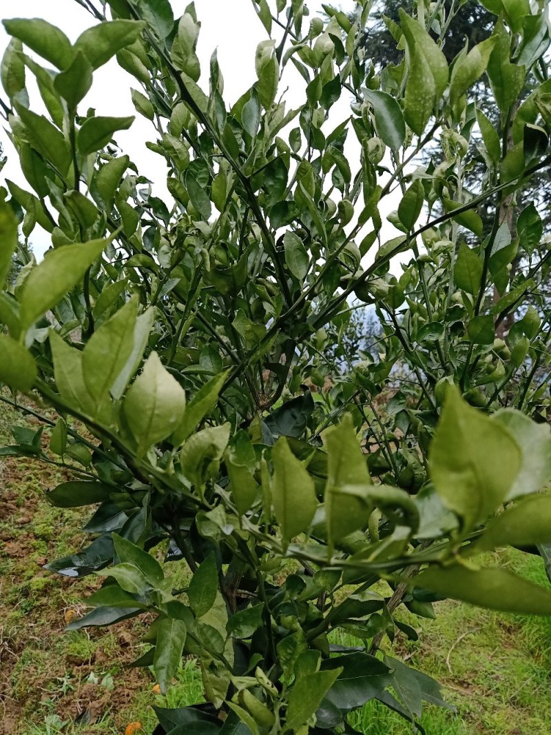 红美人28号苗，明日见苗，脐橙纽荷尔苗，甘平苗