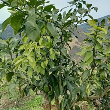红美人28号苗，明日见苗，脐橙纽荷尔苗，甘平苗