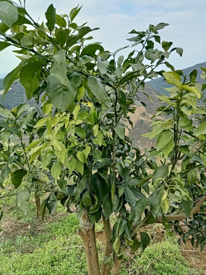 红美人28号苗，明日见苗，脐橙纽荷尔苗，甘平苗