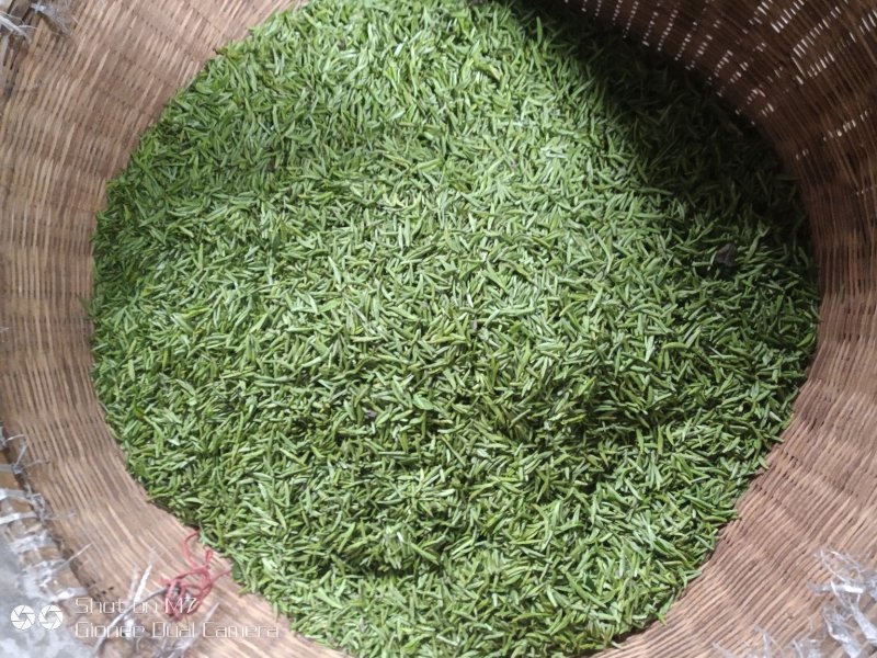 2020新茶高山竹叶青茶自厂自销