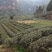 2020新茶高山竹叶青茶自厂自销