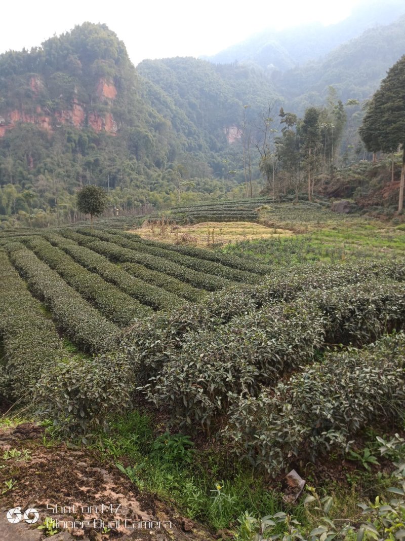 2020新茶高山竹叶青茶自厂自销