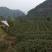 2020新茶高山竹叶青茶自厂自销