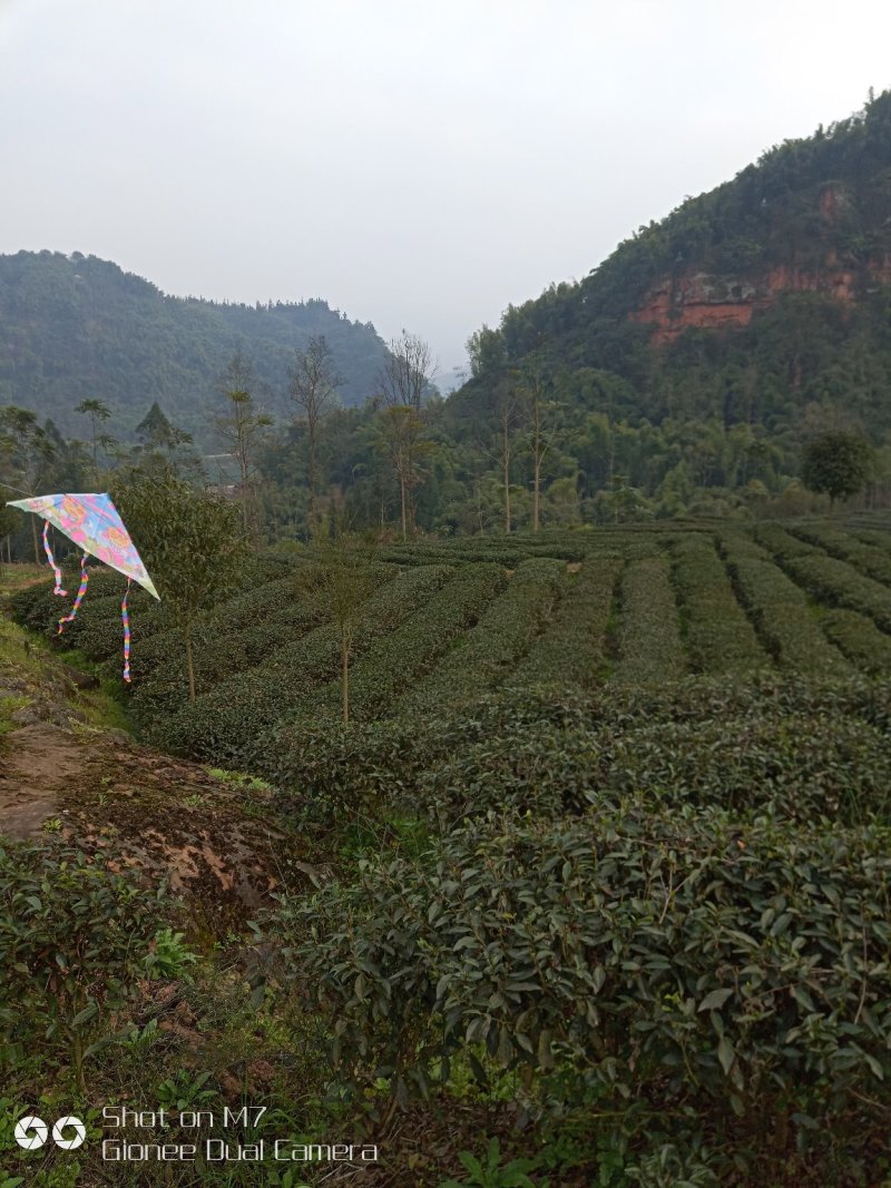 2020新茶高山竹叶青茶自厂自销