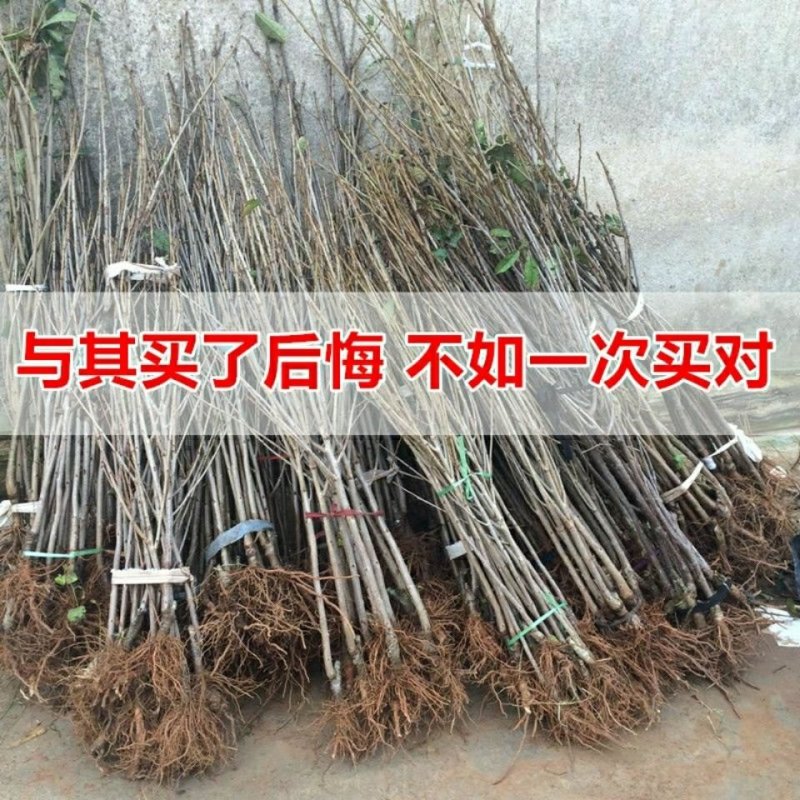 车厘子樱桃苗-俄罗斯8号-黑珍珠-美早-红灯-鲁樱