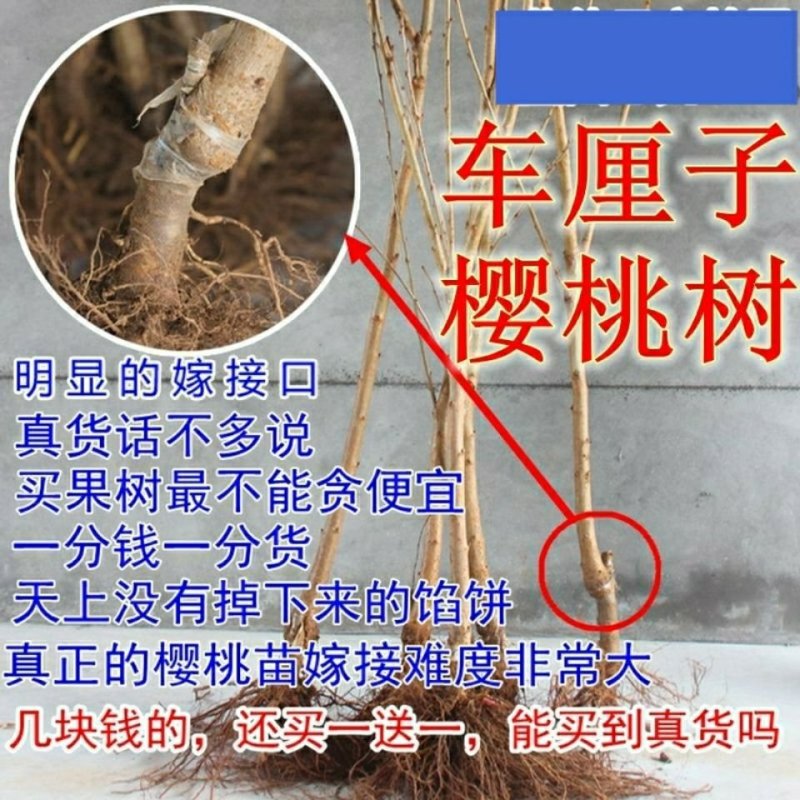 车厘子樱桃苗-俄罗斯8号-黑珍珠-美早-红灯-鲁樱