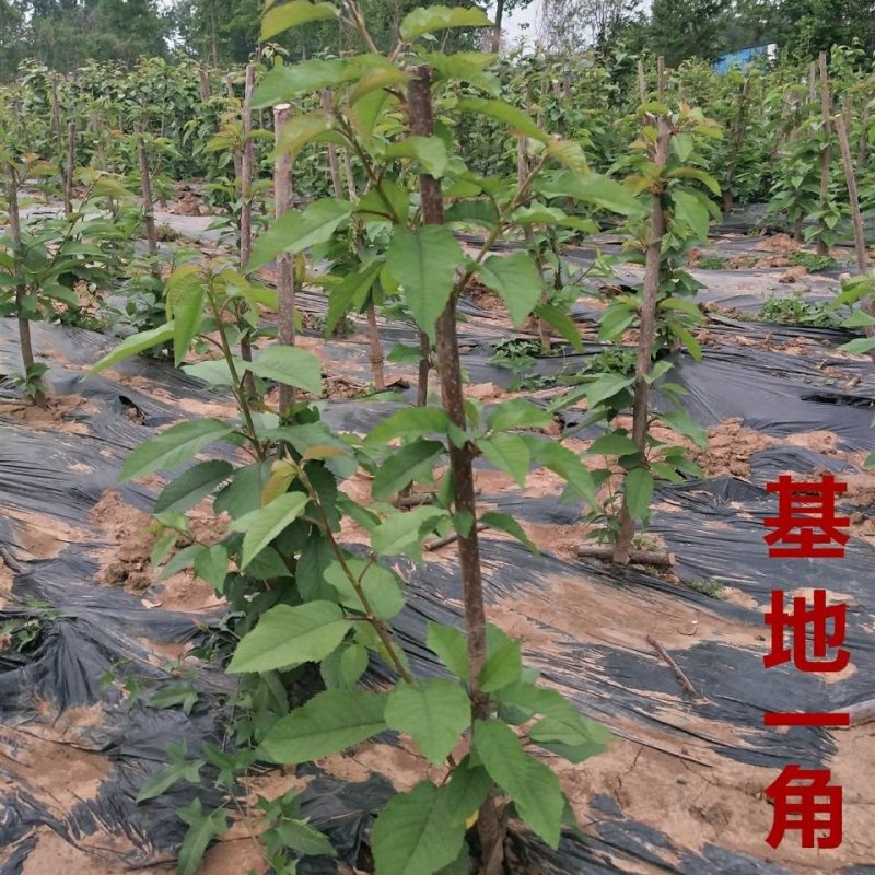 车厘子樱桃苗-俄罗斯8号-黑珍珠-美早-红灯-鲁樱