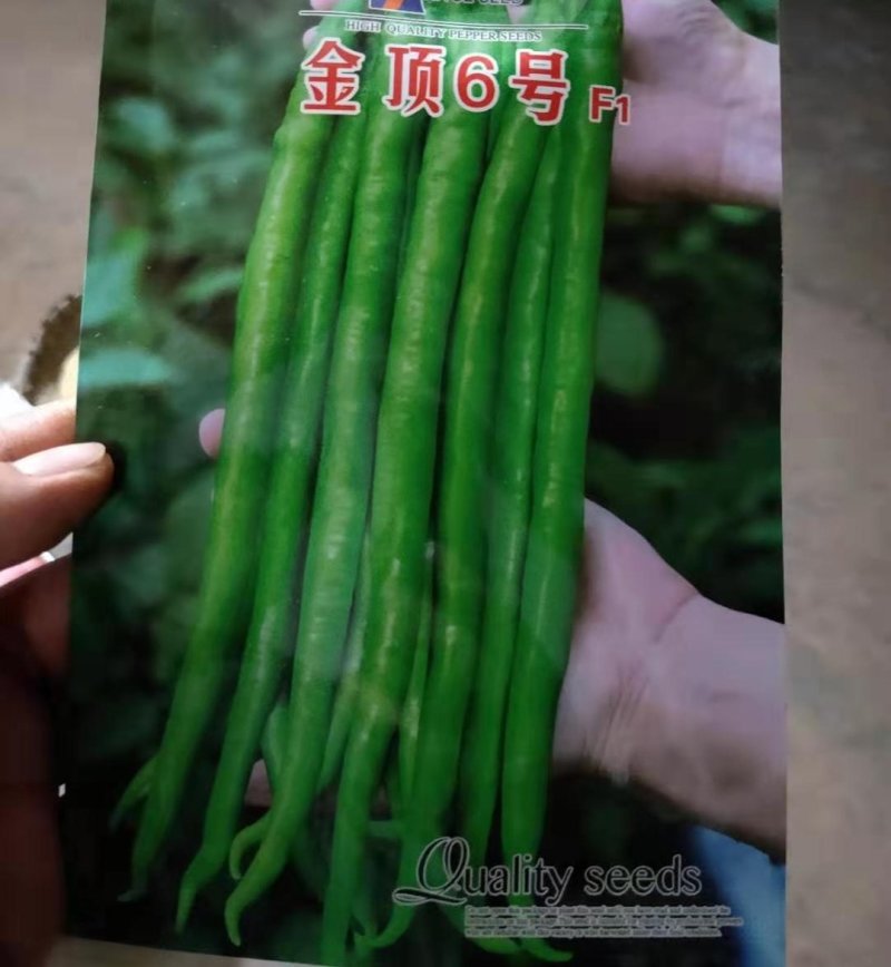 辣椒苗薄皮辣椒苗二荆条线椒各种辣椒苗苗场直供