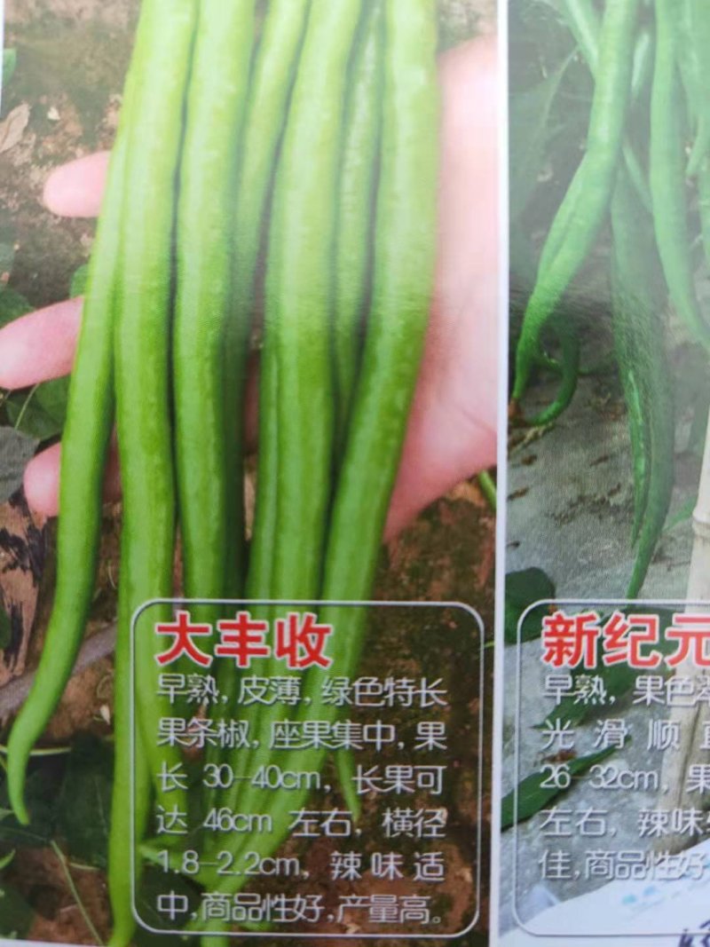 辣椒苗薄皮辣椒苗二荆条线椒各种辣椒苗苗场直供