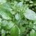 薄荷种子猫薄荷种草莓种子可食用花种子籽室内室外四季种易活