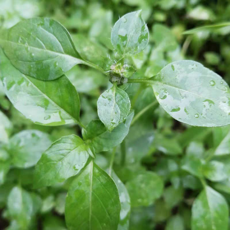薄荷种子猫薄荷种草莓种子可食用花种子籽室内室外四季种易活