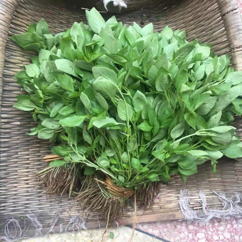 薄荷种子猫薄荷种草莓种子可食用花种子籽室内室外四季种易活