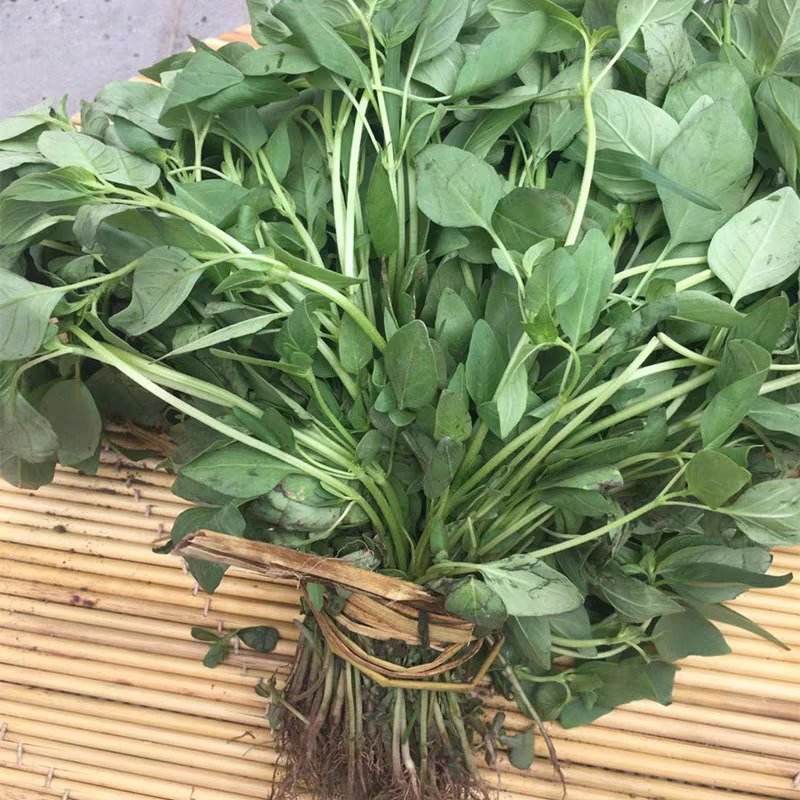 薄荷种子猫薄荷种草莓种子可食用花种子籽室内室外四季种易活