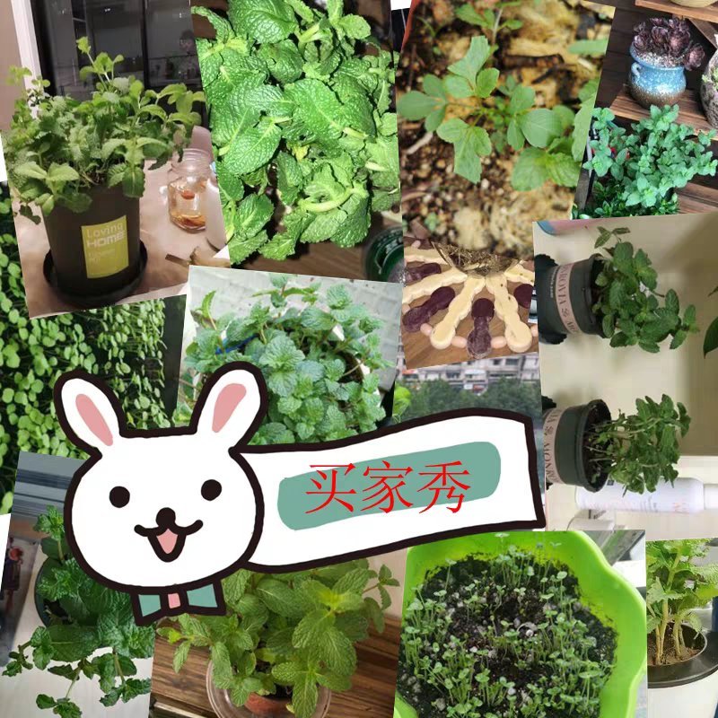 薄荷种子猫薄荷种草莓种子可食用花种子籽室内室外四季种易活