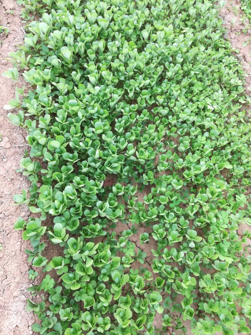 特色花菜～宝塔菜花种子进口优质杂交种子