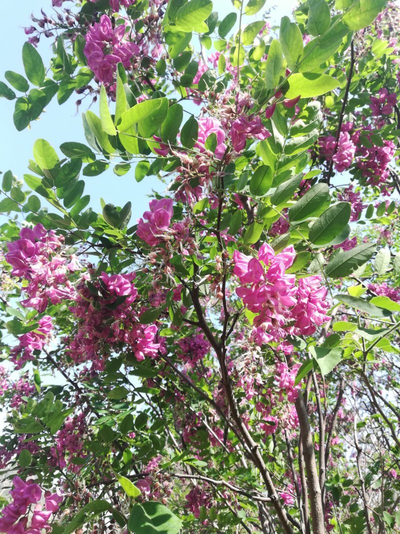 特色花菜～宝塔菜花种子进口优质杂交种子