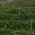 壮乡蜜宝蜂蜜味黄金百香果脱毒种苗包种植技术指导