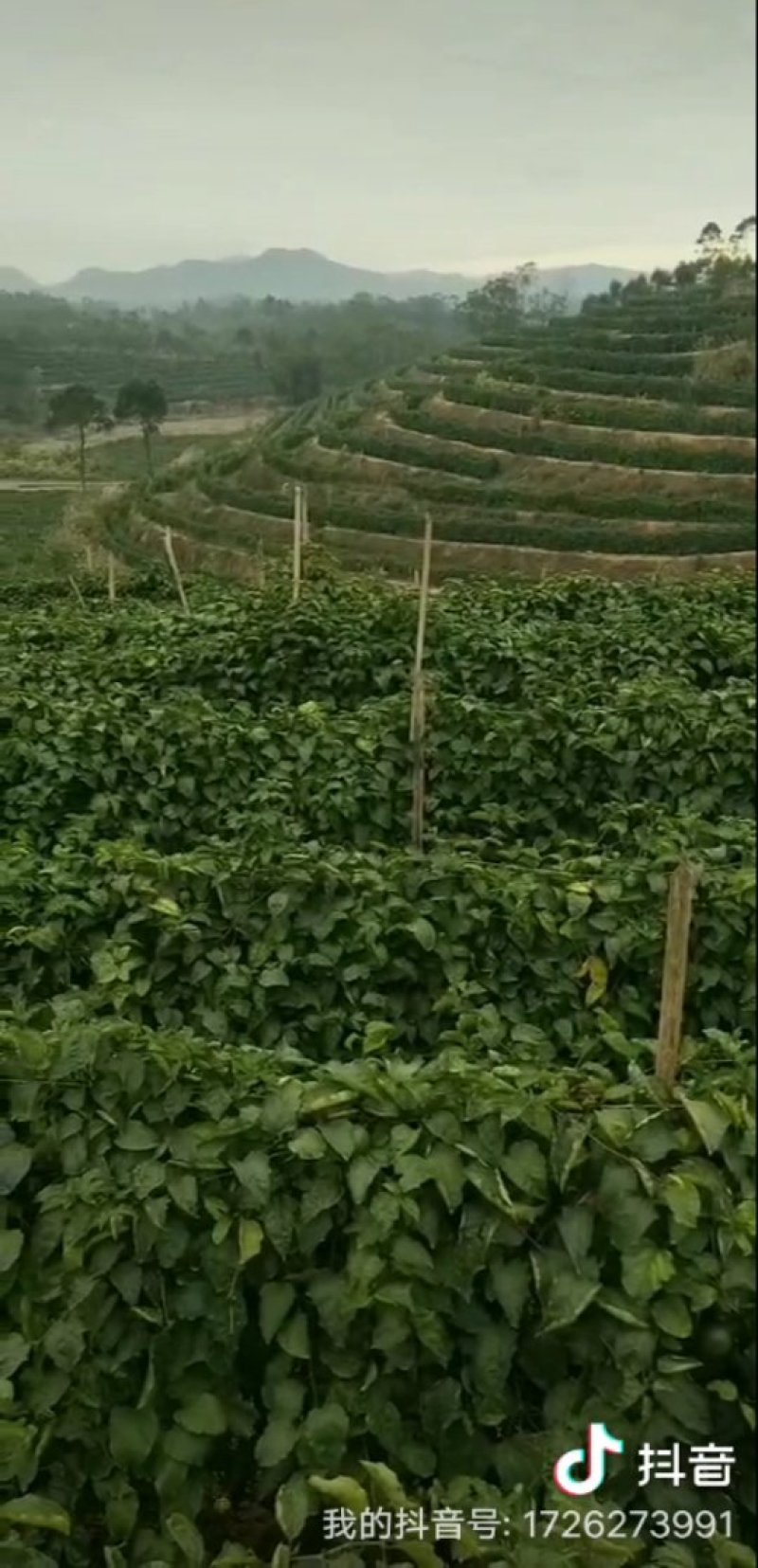 壮乡蜜宝蜂蜜味黄金百香果脱毒种苗包种植技术指导