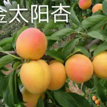陕西省大荔县露天金太阳杏正在热卖中产地直发量大