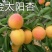 陕西省大荔县露天金太阳杏正在热卖中产地直发量大