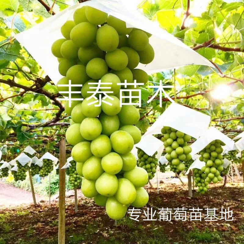 云南阳光玫瑰葡萄苗《质壮苗纯》让农户放心种植基地批发