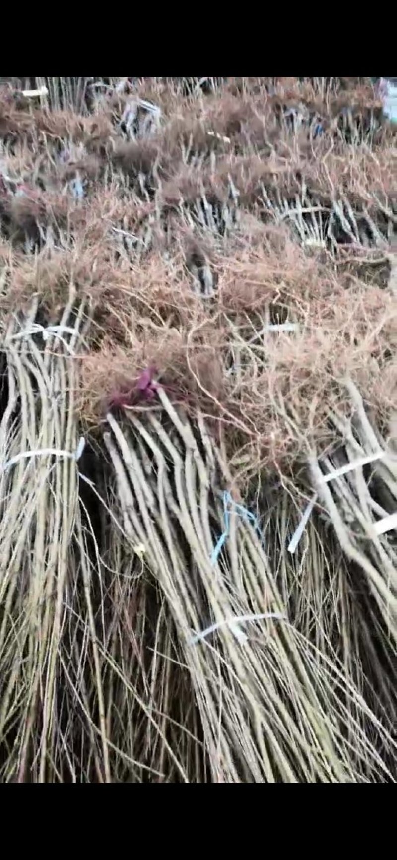 有好货桃树苗早晚熟桃树苗、珍珠油桃苗、红不软、占地桃树苗