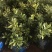 带土盆栽金花茶苗高30-50公分观赏茶花花可以泡茶