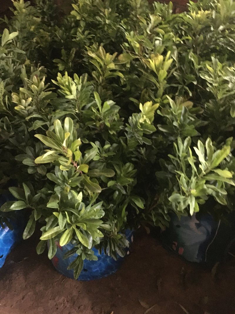 带土盆栽金花茶苗高30-50公分观赏茶花花可以泡茶