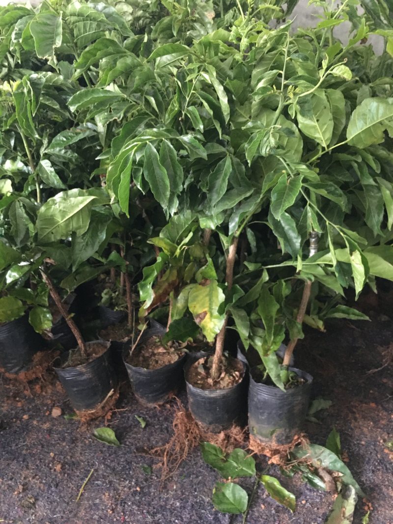 带土盆栽金花茶苗高30-50公分观赏茶花花可以泡茶